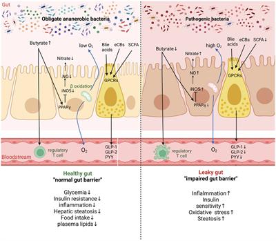 Gut macrobiotic and its metabolic pathways modulate cardiovascular disease